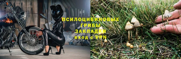 PSILOCYBIN Волосово